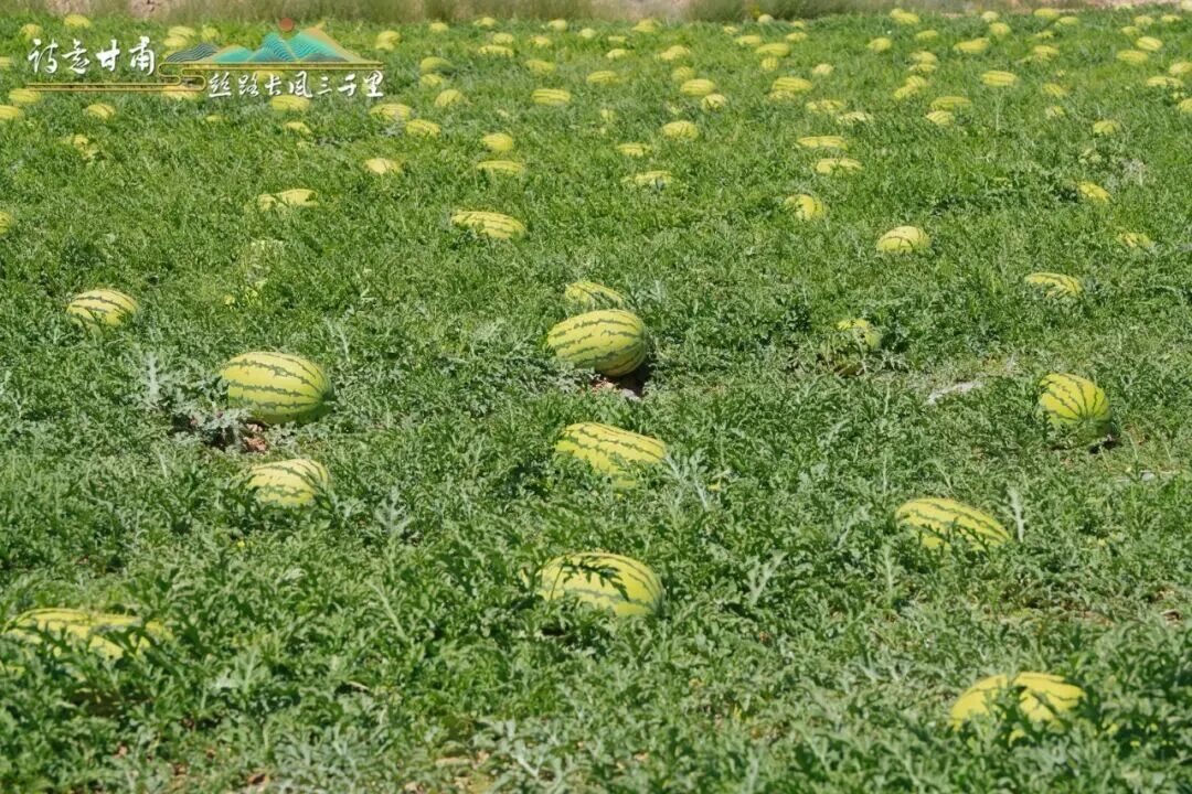 循着一口“甜”　邂逅甘肃的夏天