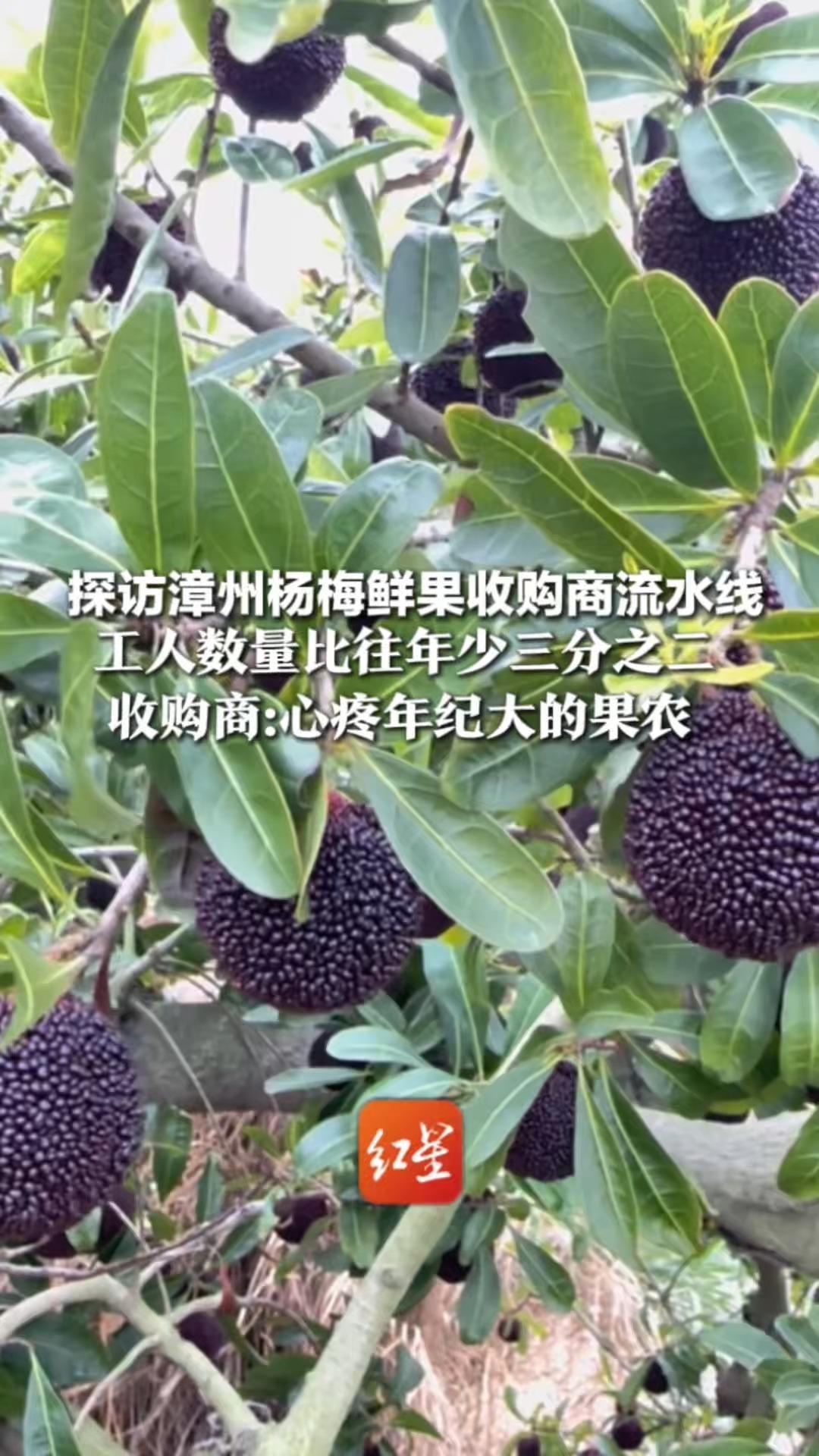 探访漳州杨梅鲜果收购商流水线 工人数量比往年少三分之二 收购商：心疼年纪大的果农 会优先收购他们果子