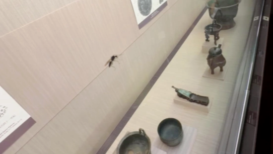 台北故宫博物馆展柜惊现蚂蚁，台湾民众怎么看？