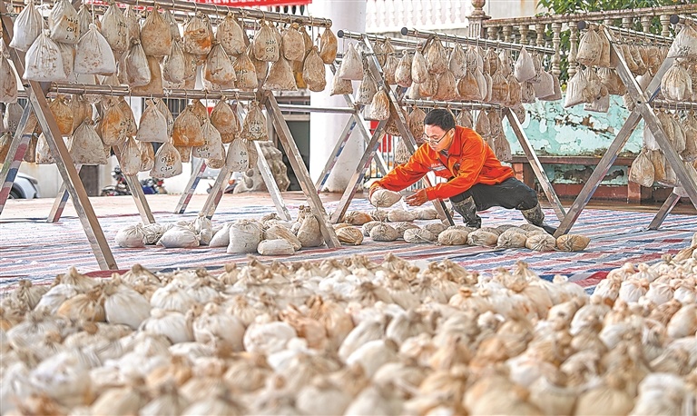 省地质调查勘查院工作人员正在晾晒采集到的土壤样品。