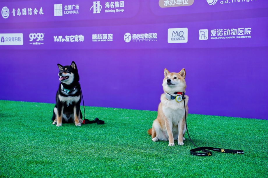 萌宠接力嗨翻岛城:环亚宠物潮玩节区域赛LION MALL金狮广场站圆满举行