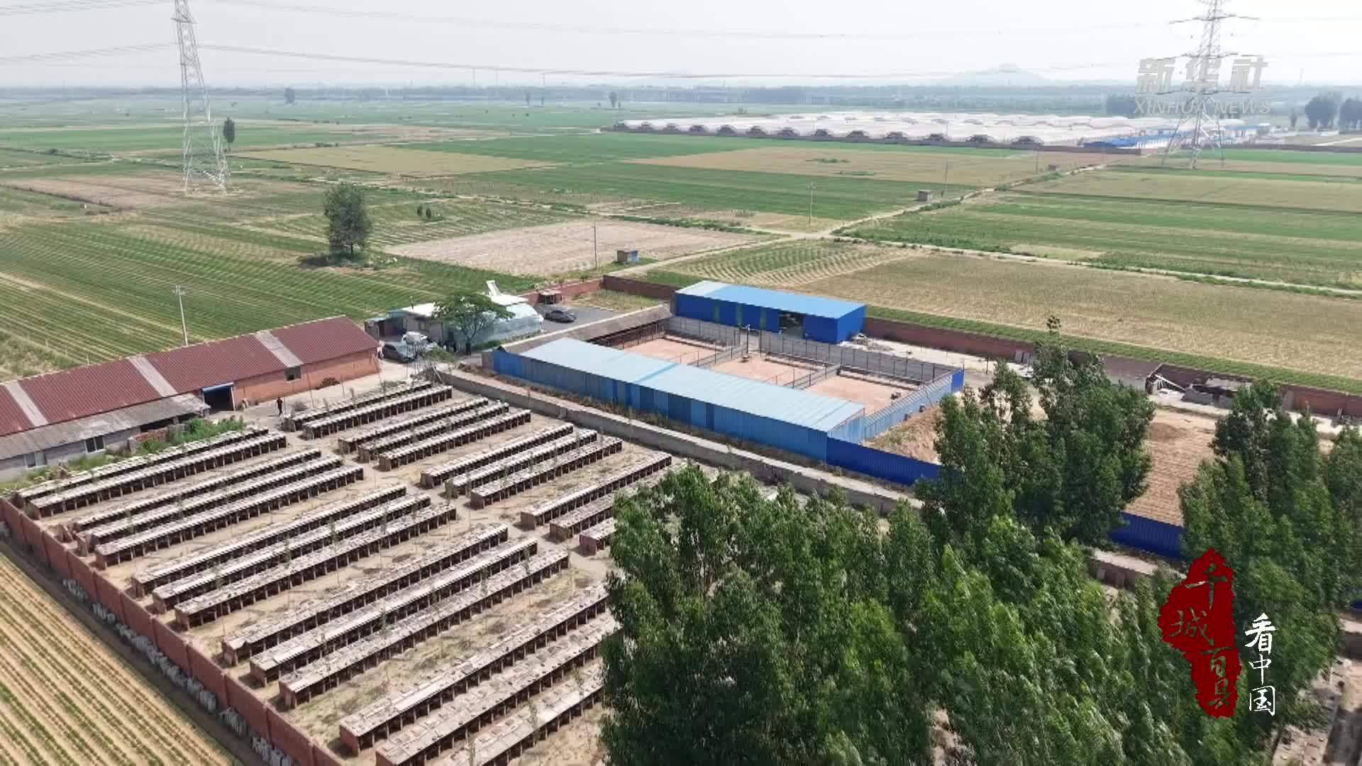 千城百县看中国丨河北滦州：特色养殖拓新路 多元发展助增收