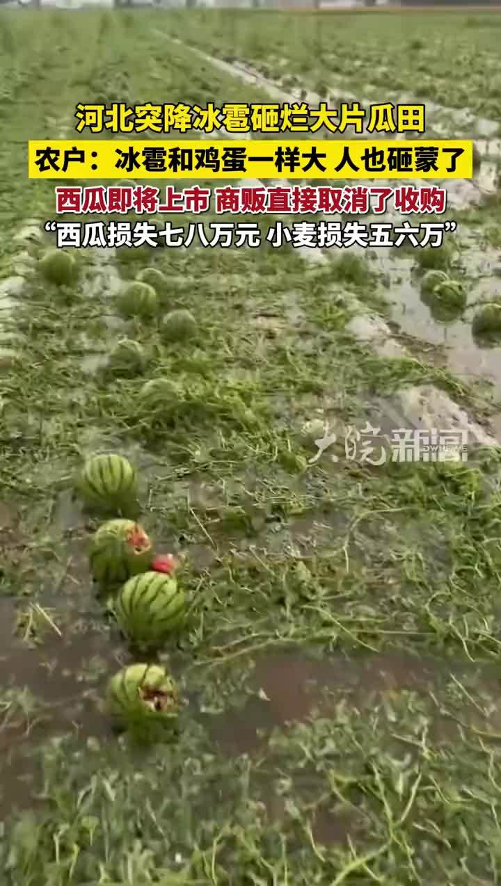 河北冰雹致成熟西瓜被砸，农户：冰雹跟鸡蛋一样大，人被砸蒙了，损失七八万