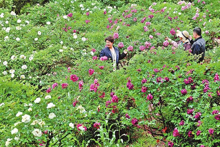 近日，兰州新区中川牡丹园内2000亩山地牡丹次第开放，烂漫花海吸引众多游客前来观赏。新甘肃&middot;甘肃日报记者　高樯