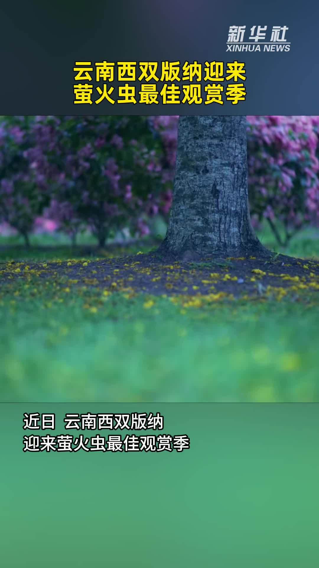云南西双版纳迎来萤火虫最佳观赏季
