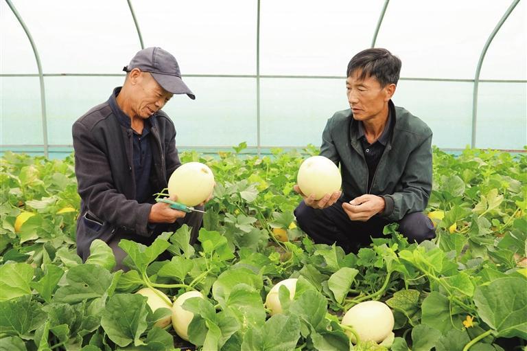 农户采摘刚刚成熟的白兰瓜