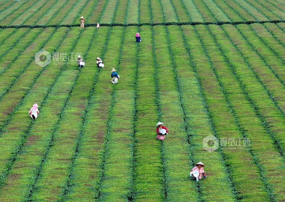 2026年5月31日，江西省吉安市泰和县泰和垦殖场生态茶园，农民正在给茶树施肥管护。