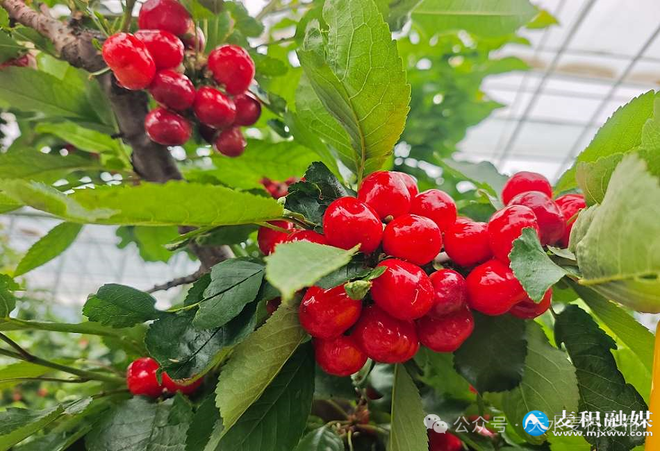 图源：天水麦积发布
