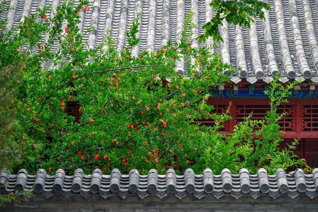 摄影：邵凯 2026年5月于府学文庙