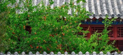 石榴花开！济南这三处秘境，承包整个初夏的明艳！
