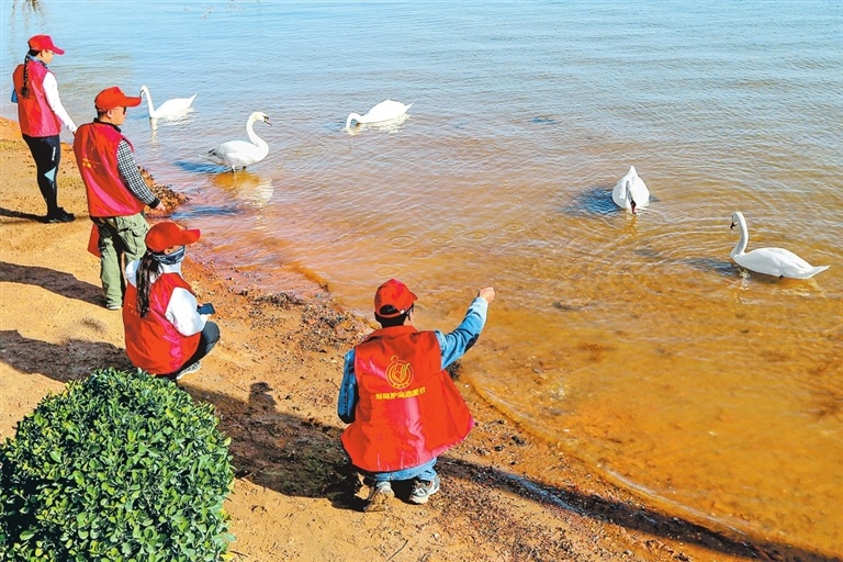 志愿者在为天鹅投喂食物，为天鹅守护安心家园。