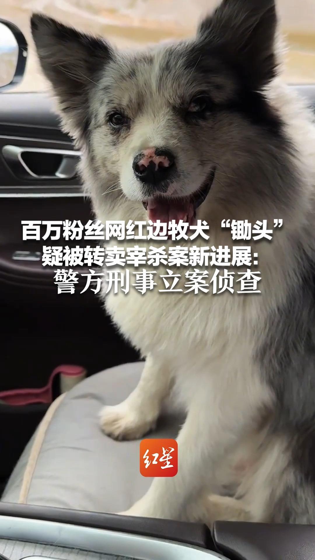 百万粉丝网红边牧犬“锄头”疑被转卖宰杀案新进展：警方认为犯罪事实已发生  刑事立案侦查