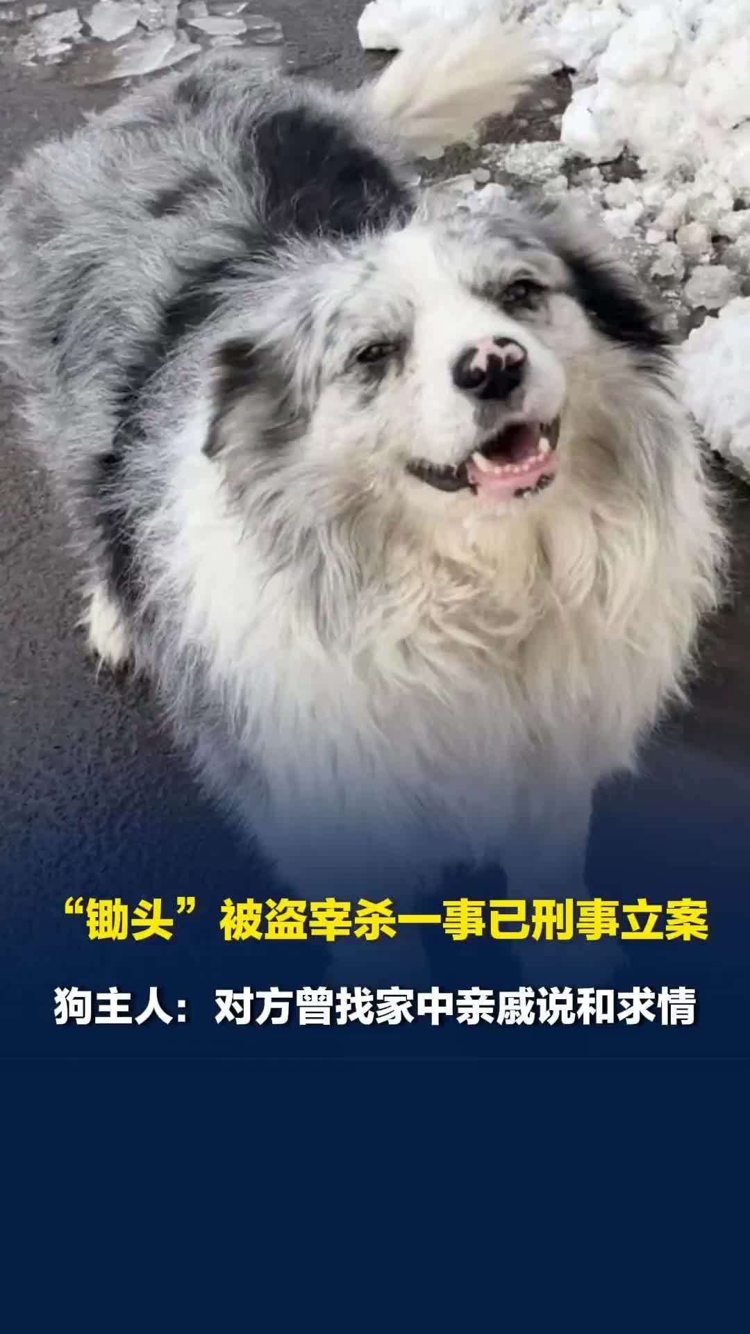 网红狗“锄头”被盗宰杀一事已刑事立案，狗主人：对方曾找家中亲戚说和求情