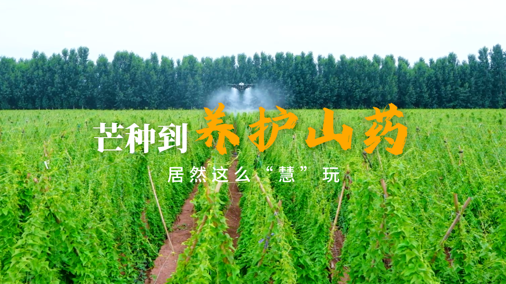 芒种时节，“慧”养山药