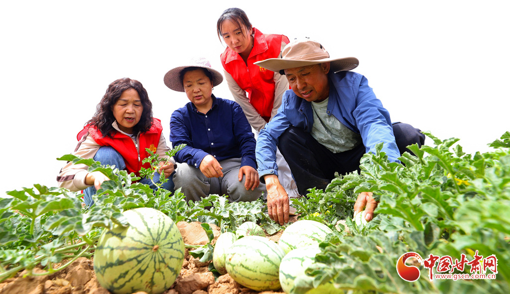 甘州区农技推广站的农技专家指导种植农户进行西瓜苗疏苗