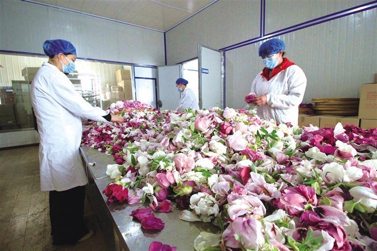 牡丹花产品加工车间