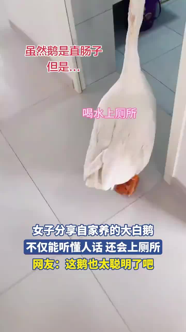 女子分享自家大白鹅会上厕所