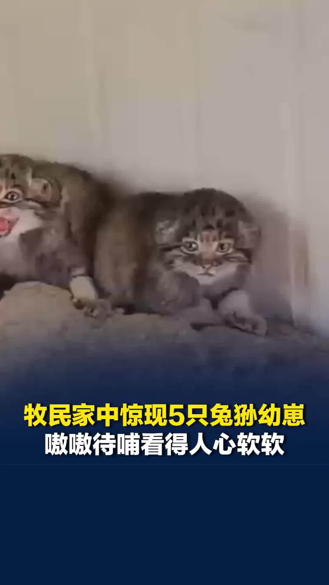 内蒙古牧民家中发现一窝5只兔狲幼崽，嗷嗷待哺看得人心软软