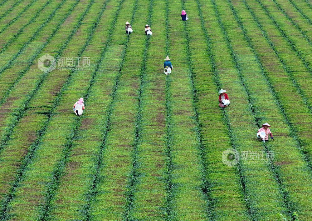2026年5月31日，江西省吉安市泰和县泰和垦殖场生态茶园，农民正在给茶树施肥管护。