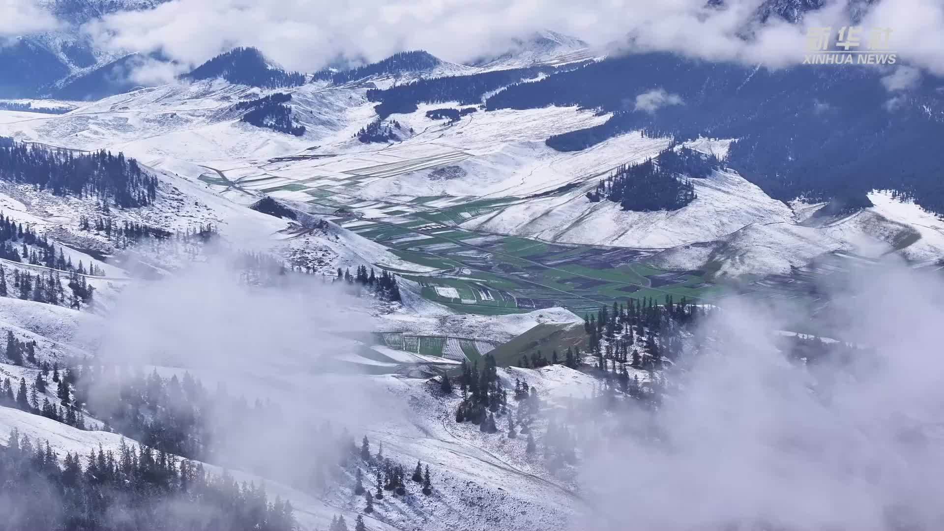 青海祁连：初夏遇飞雪 青绿映雪峰