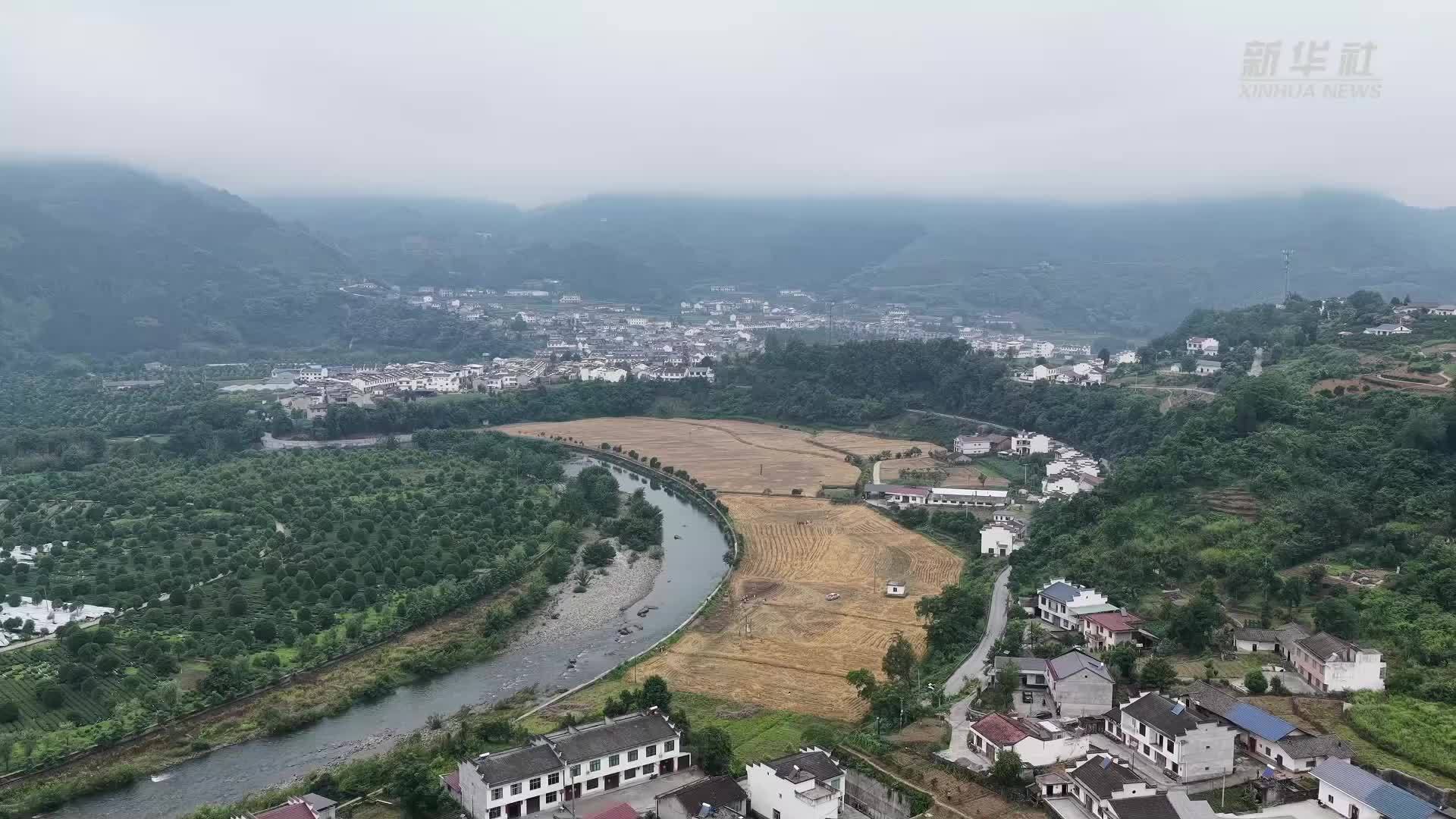 陕西平利：夏粮抢收忙