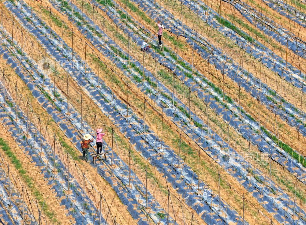 2026年6月3日，江西省吉安市泰和县万合镇竹山村竹蒿薯种植基地，农民正在搭架子，促进竹蒿薯藤蔓攀爬生长，确保丰产丰收。