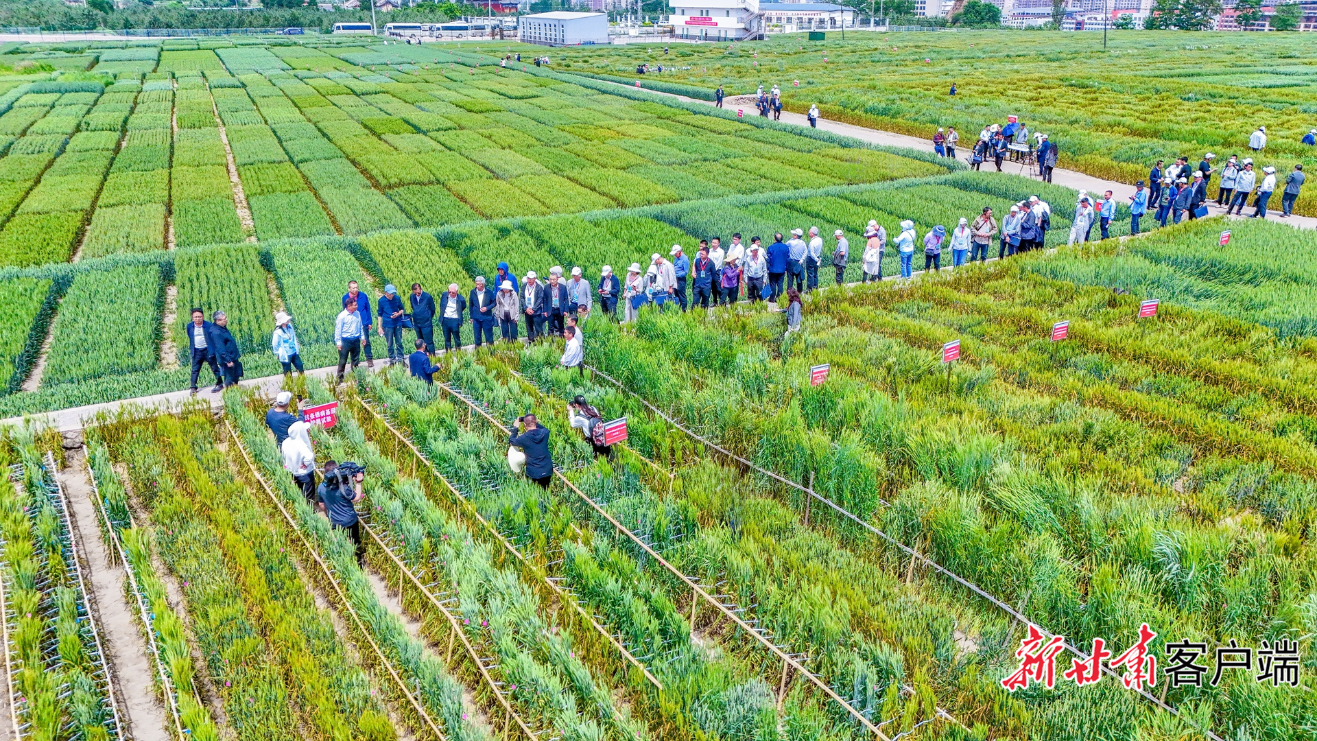 种质资源种植基地　本文图片均由省农科院提供