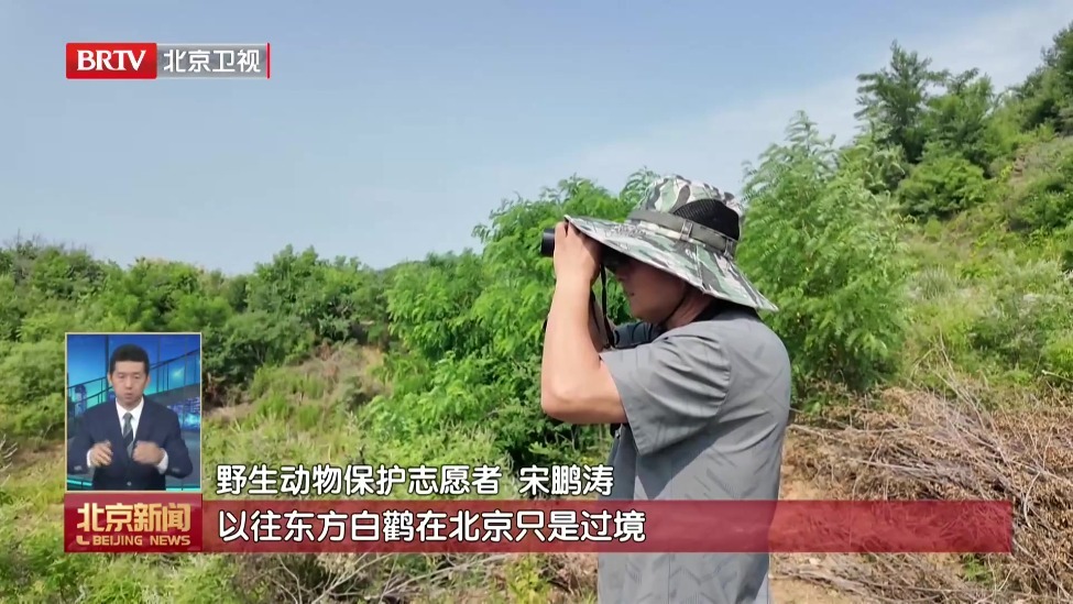 北京首次记录到东方白鹳在京定居繁殖