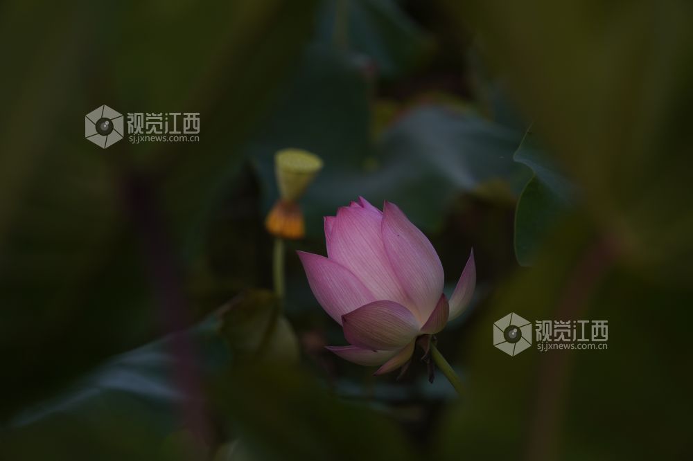 2026 年6月11日,江西省遂川县泉江镇洋村荷塘粉白荷花次第绽放,花苞亭亭立于水面,荷叶铺展如碧毯,静水映出花影,蜂蝶流连花间,连片荷塘勾勒乡村秀美画卷,尽显乡土生态之美。