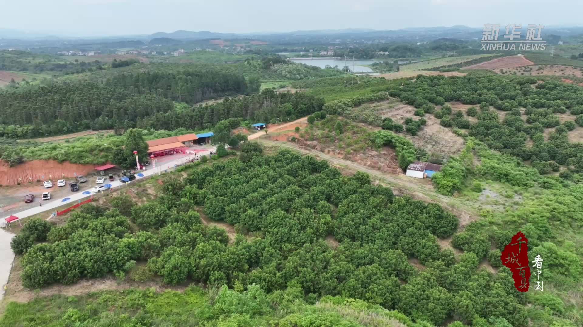 千城百县看中国丨湖南：杨梅红满枝 丰收正当时