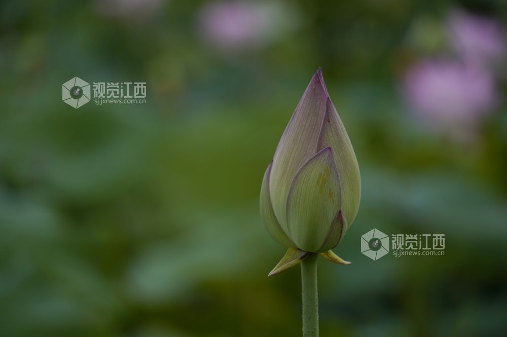 2026 年6月11日,江西省遂川县泉江镇洋村荷塘粉白荷花次第绽放,花苞亭亭立于水面,荷叶铺展如碧毯,静水映出花影,蜂蝶流连花间,连片荷塘勾勒乡村秀美画卷,尽显乡土生态之美。