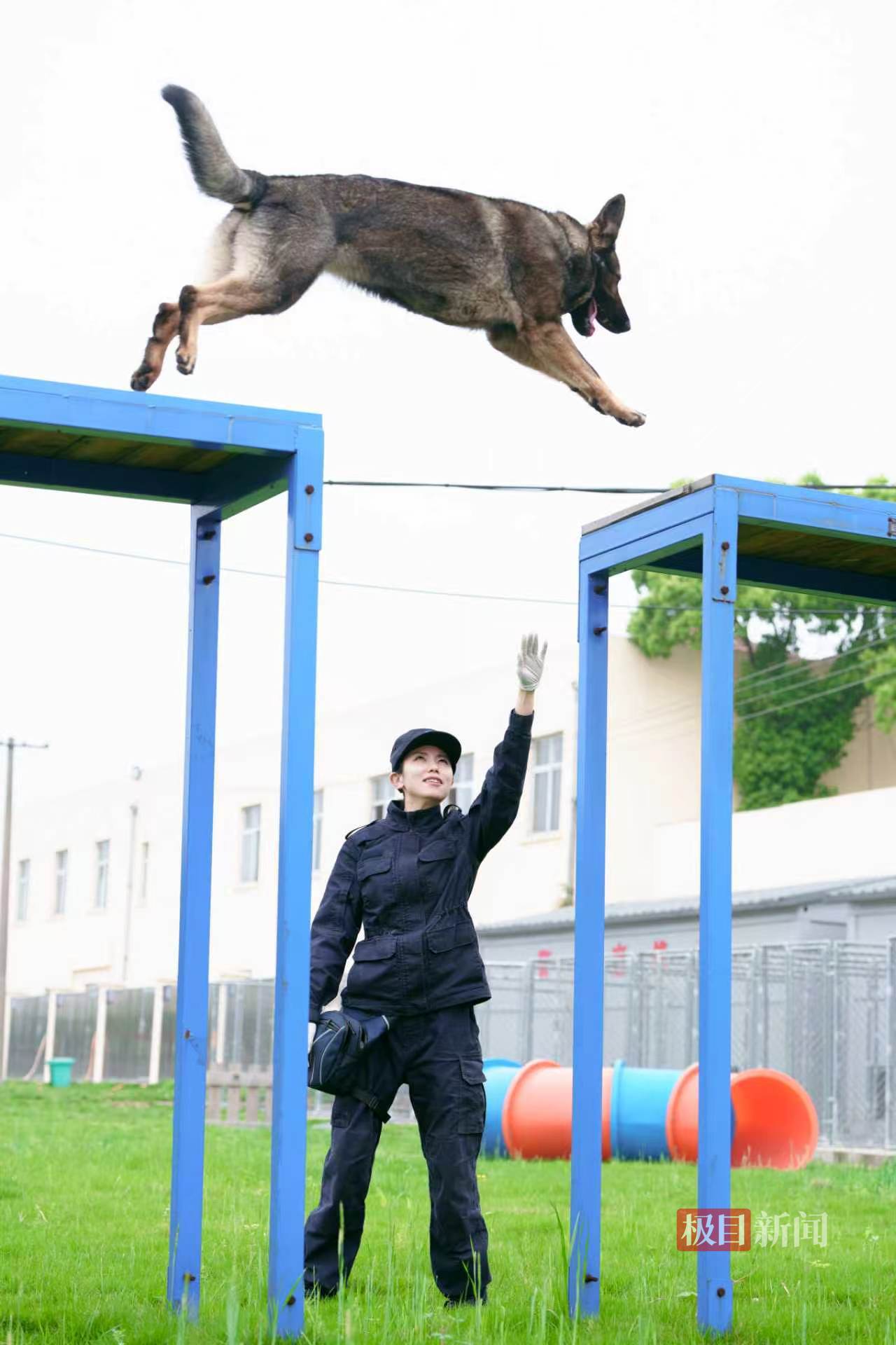 荆州市公安局警犬训导员指挥物证犬“贺兰”开展跨越障碍训练