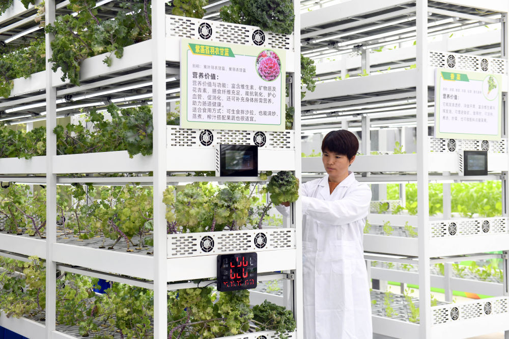 衡水:让“科技芯”丰盈“菜篮子”(图5)