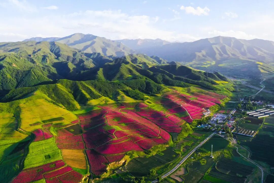 古丰镇芍药花海