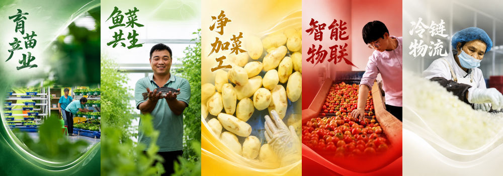 衡水:让“科技芯”丰盈“菜篮子”(图12)