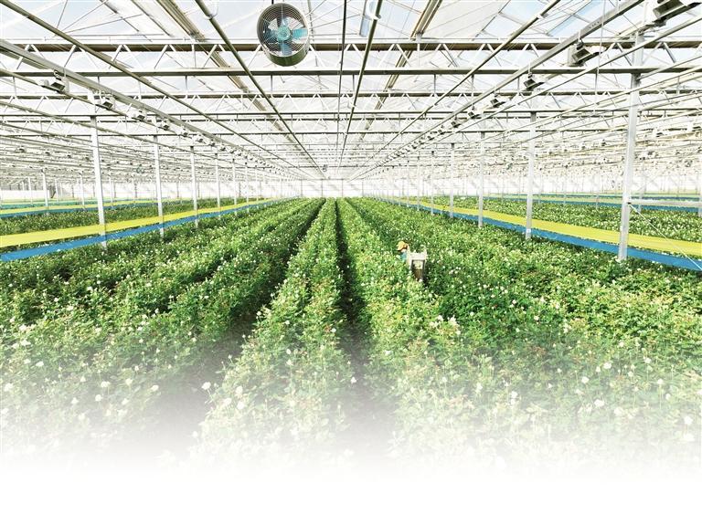 兰州新区现代农业示范园花卉产业基地智能温室