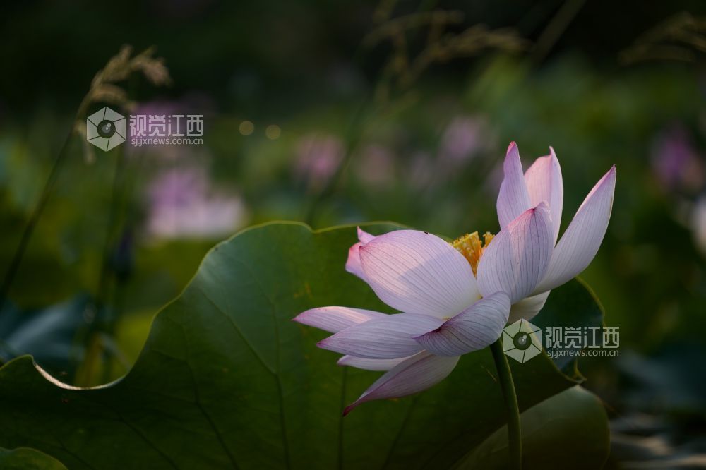 2026 年6月11日,江西省遂川县泉江镇洋村荷塘粉白荷花次第绽放,花苞亭亭立于水面,荷叶铺展如碧毯,静水映出花影,蜂蝶流连花间,连片荷塘勾勒乡村秀美画卷,尽显乡土生态之美。