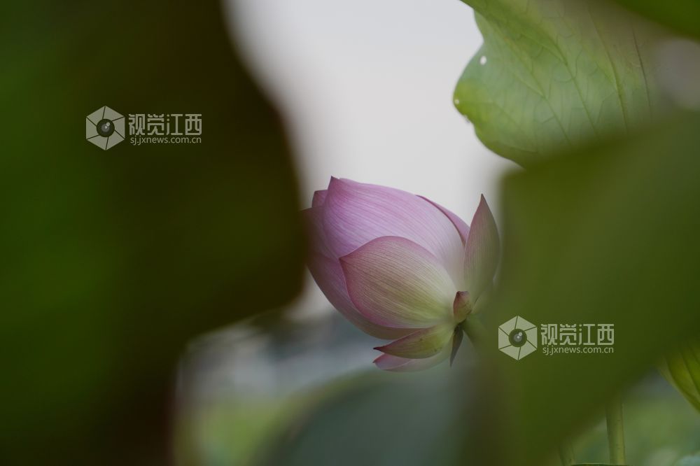 2026 年6月11日,江西省遂川县泉江镇洋村荷塘粉白荷花次第绽放,花苞亭亭立于水面,荷叶铺展如碧毯,静水映出花影,蜂蝶流连花间,连片荷塘勾勒乡村秀美画卷,尽显乡土生态之美。