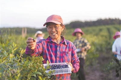 农户在展示蓝莓