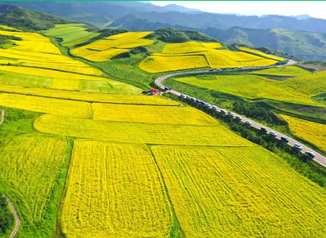 古丰镇油菜花海