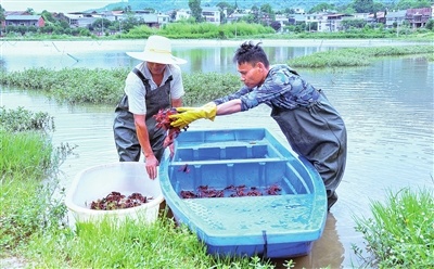 江西萍乡：龙虾“蹦”出致富路（图）