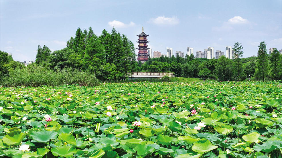 南昌象湖湿地公园：荷花绽放（图）