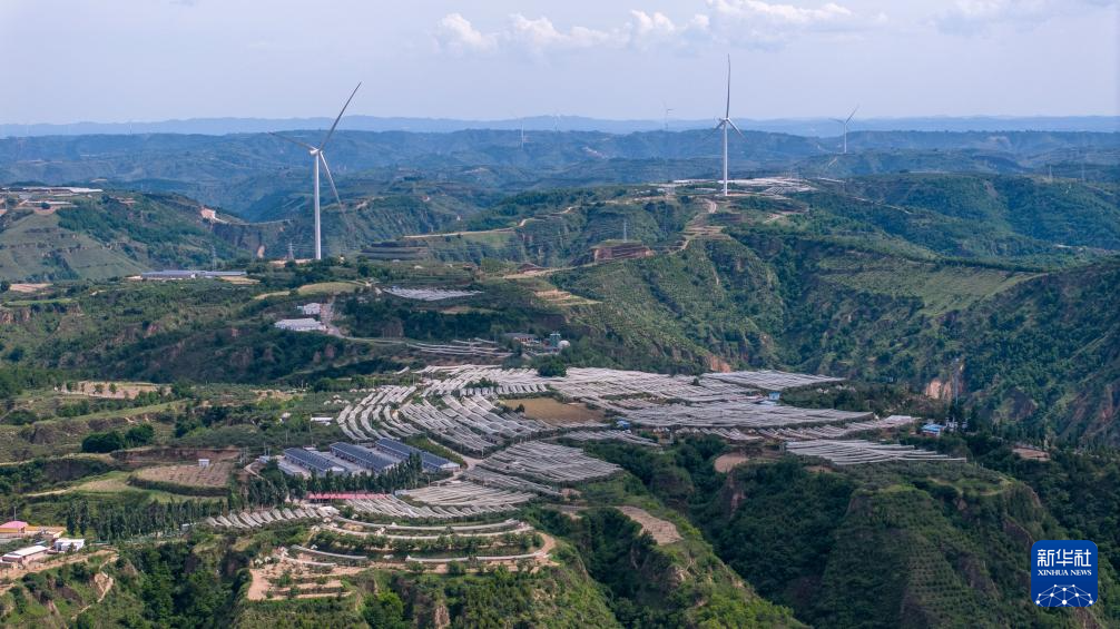 这是6月11日拍摄的陕西省延安市延川县文安驿镇梁家河村山地苹果园(无人机照片)。