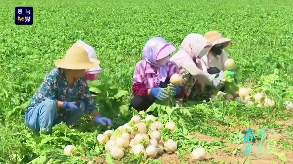 盘活产业提质乡村治理　甘肃灵台富“蔬”路上好“丰”景