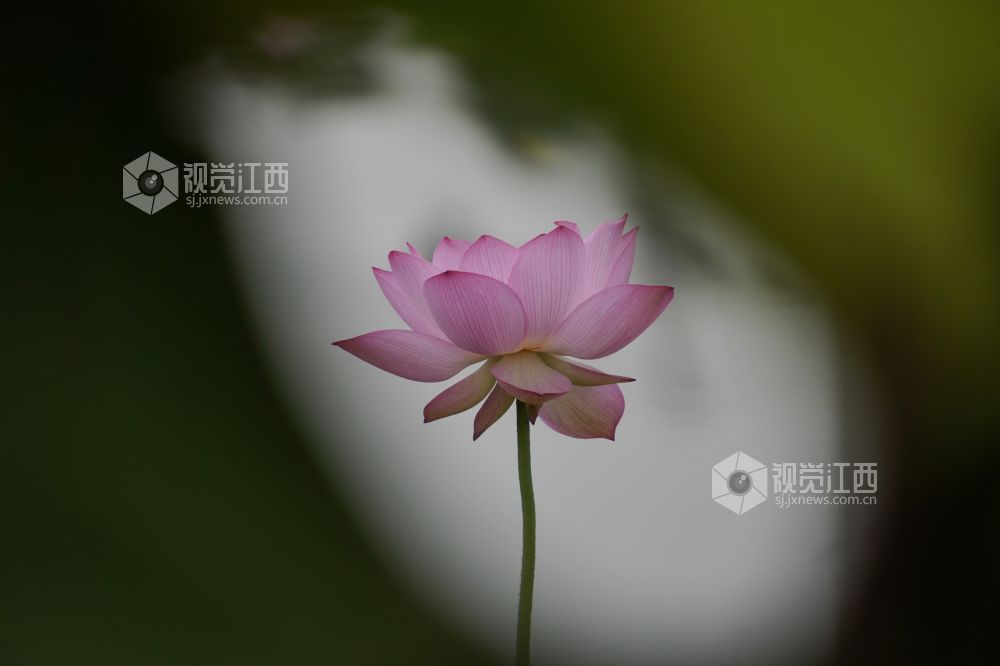 2026 年6月11日,江西省遂川县泉江镇洋村荷塘粉白荷花次第绽放,花苞亭亭立于水面,荷叶铺展如碧毯,静水映出花影,蜂蝶流连花间,连片荷塘勾勒乡村秀美画卷,尽显乡土生态之美。