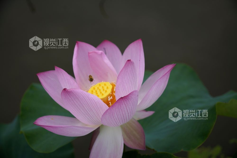 2026 年6月11日,江西省遂川县泉江镇洋村荷塘粉白荷花次第绽放,花苞亭亭立于水面,荷叶铺展如碧毯,静水映出花影,蜂蝶流连花间,连片荷塘勾勒乡村秀美画卷,尽显乡土生态之美。