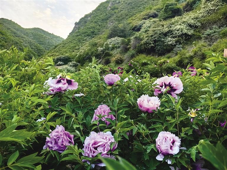 天香山花儿朵朵