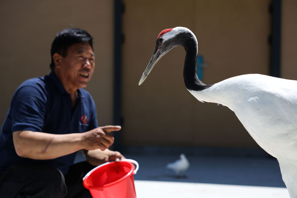 ↑6月7日，在河北省衡水市衡水湖的一处候鸟“医院”，管护人员与被救护的丹顶鹤互动。新华社记者 杨文斌 摄