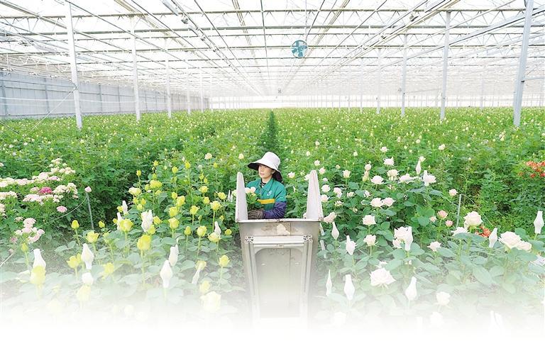 工人忙着采摘鲜花
