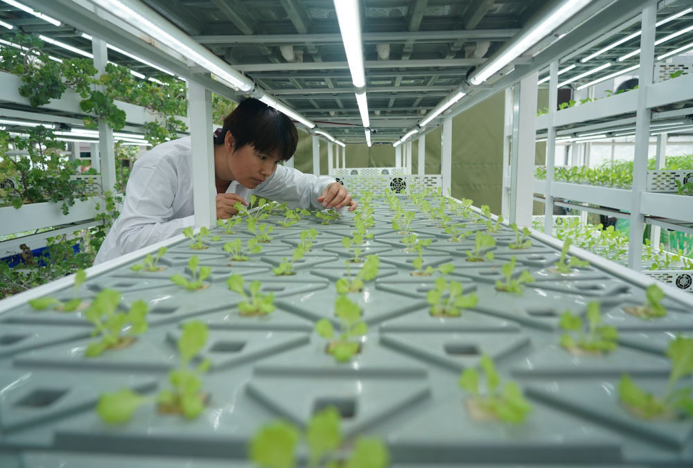 衡水:让“科技芯”丰盈“菜篮子”(图6)
